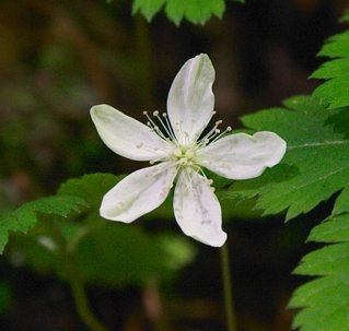 Trailing Raspberry Flower --(Rubus pedatus) (18103 bytes)