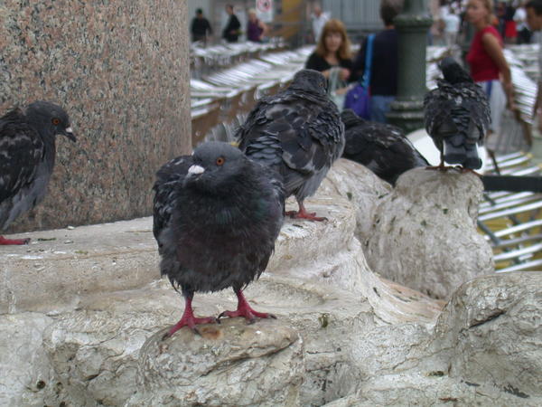 Fearless Pigeons