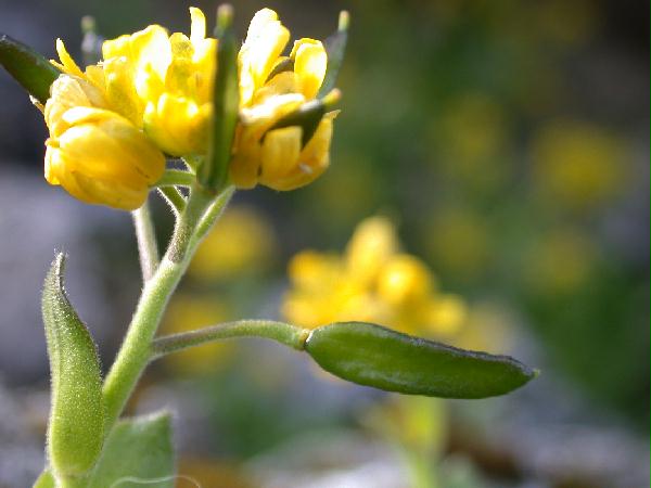 Yellow Flowered Mustard's Silique