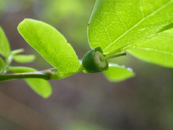 Huckleberry <i>(Vaccinium parvifolium)</i>
