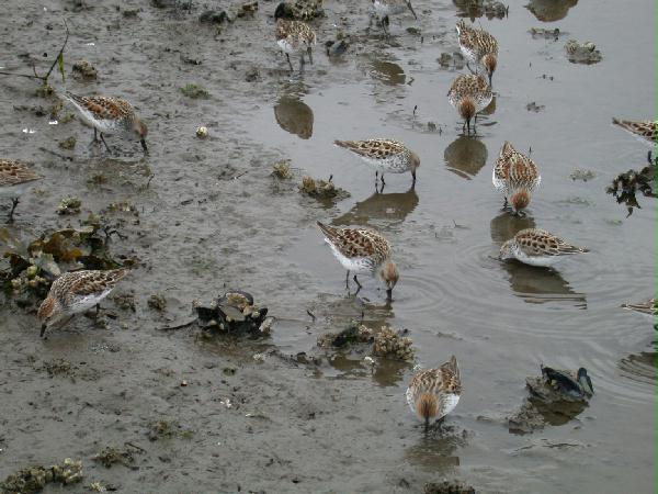 Shore Bird Flock