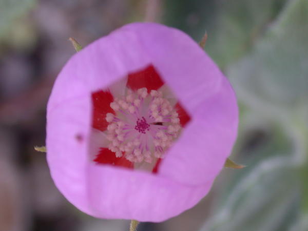 Desert Five-Spot <i>(Eremalche rotundifolia)</i>