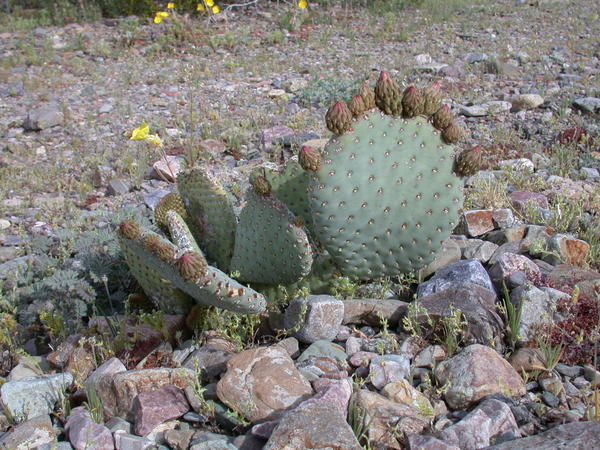 Beavertail Cactus <i>(Opuntia basilaris)</i>