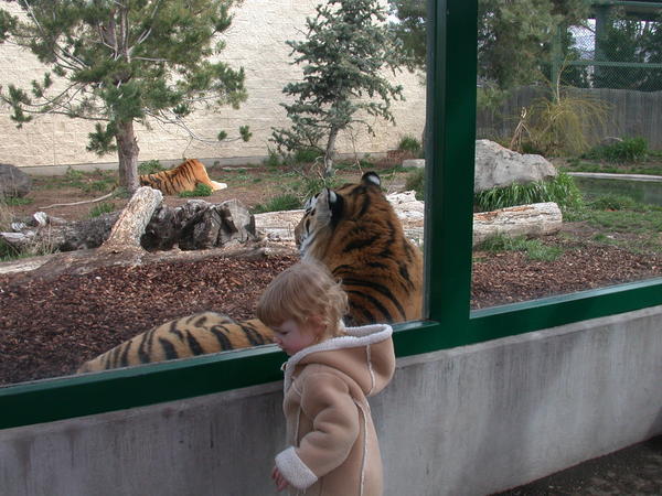 Rowan and the Tiger