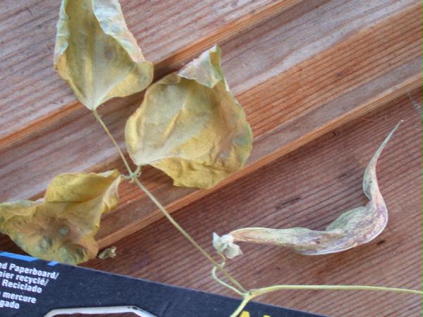 02/02 Dried Pod and Leaves