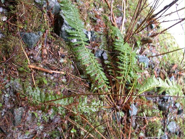 ? Prickly Shield-fern (Polystichum braunii)