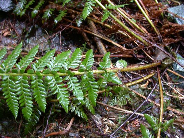 ? Prickly Shield-fern fronds/base (Polystichum braunii)