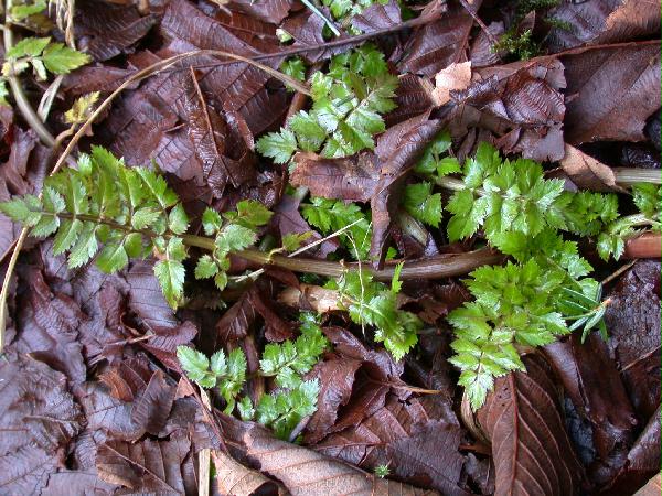 02-25 Pacific Water-Parsley <i>(Oenanthe sarmentosa)</i>