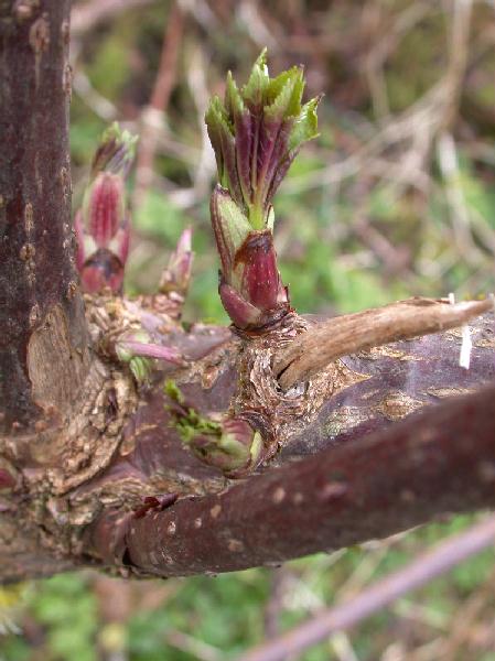 03-02 Elderberry Buds <i>(Sambucus racemosa)</i>