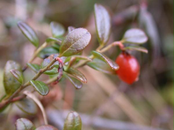 Lingonberry w/ berry <i>(Vaccinium vitis-idaea)</i>