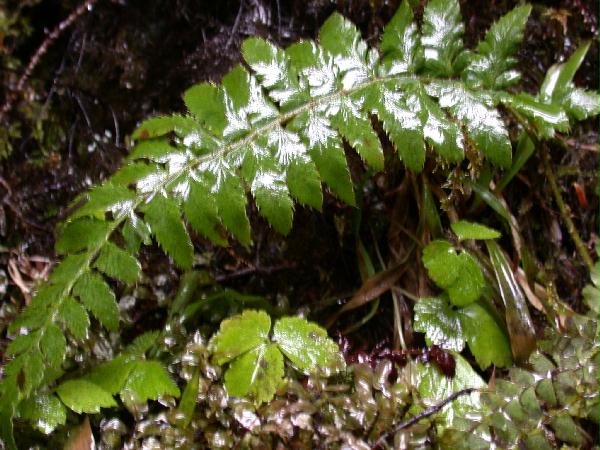 Holly-fern (Polystichum lonchitis)