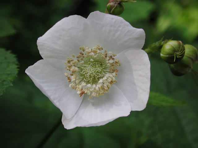 Thimbleberry Flower --(Rubus parviflorus) (27156 bytes)
