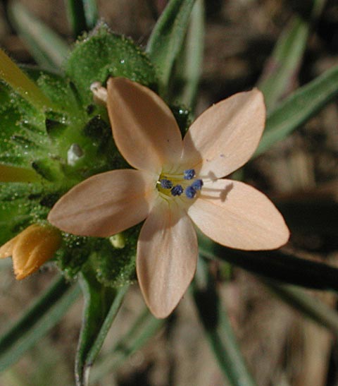 Large-Flowered Collomia --(Collomia grandiflora) (35658 bytes)
