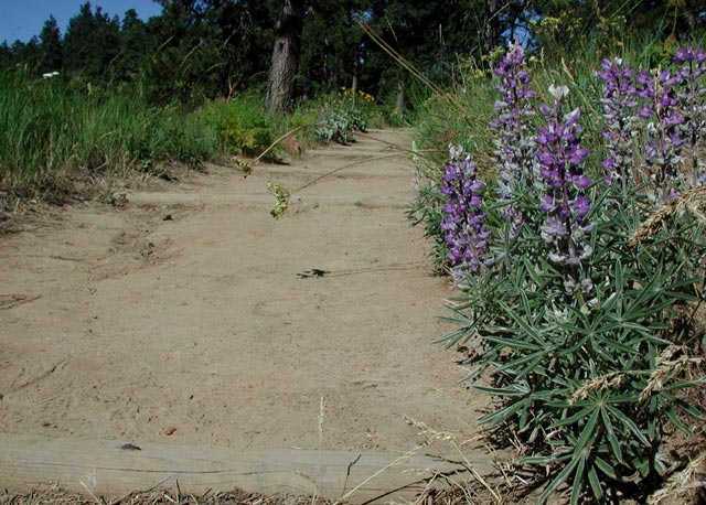 Lupine Along the Trail (83837 bytes)