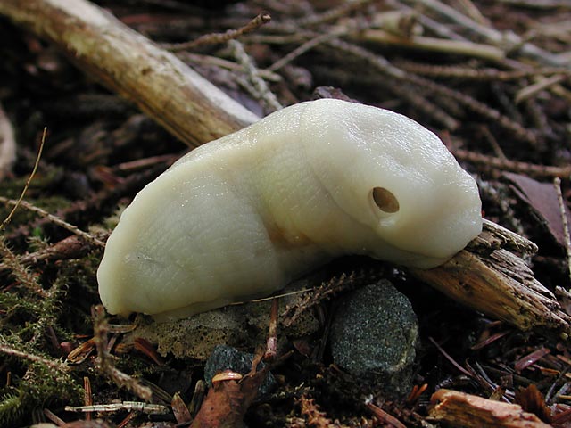 Albino Slug (60492 bytes)