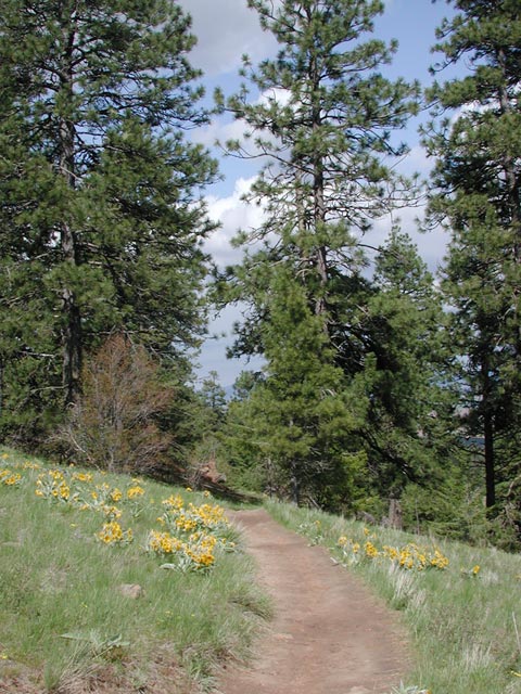 Kamiak Butte Trail (98447 bytes)