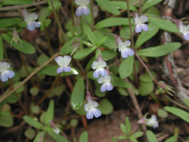 Small-flowered Blue-eyed Mary --(Collinsia parviflora) (39468 bytes)
