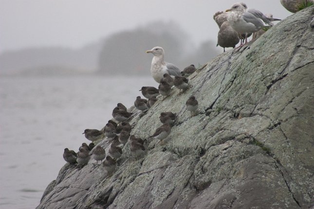 Shorebirds and Gulls (58242 bytes)