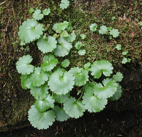 Wood Saxifrage Leaves --(Saxifraga mertensiana) (72127 bytes)