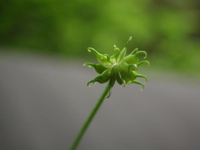 Little Buttercup Fruit --(Ranunculus uncinatus) (13381 bytes)