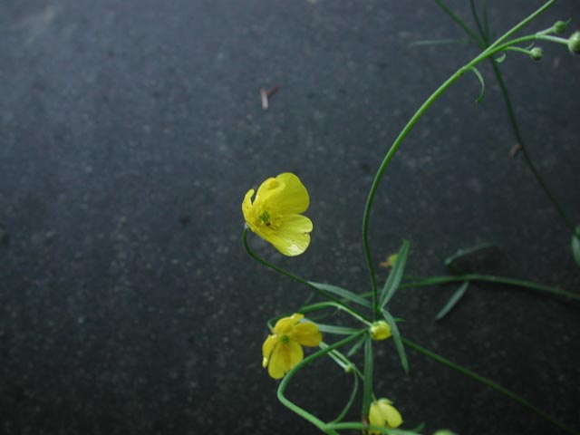 Buttercup Flowers --(Ranunculus sp.) (25097 bytes)