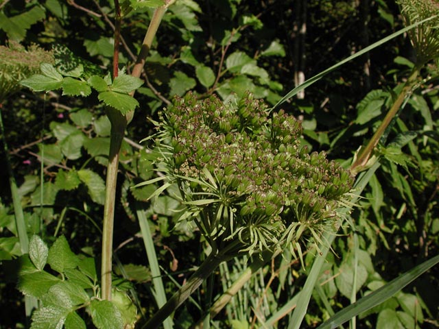Angelica Seeds --(Angelica lucida) (79649 bytes)