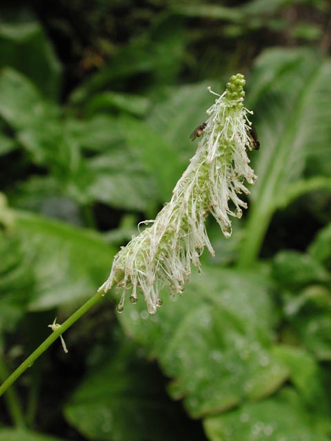 Sitka Burnet Flowers --(Sanguisorba canadensis) (35803 bytes)