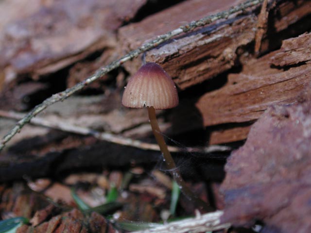 Mushroom (38534 bytes)