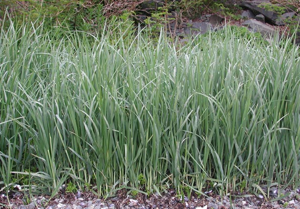 Beachgrass --(Elymus mollis) (86849 bytes)