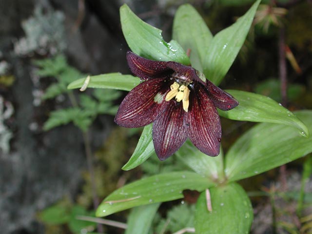 Black Lily --(Fritillaria camschatcensis) (41229 bytes)