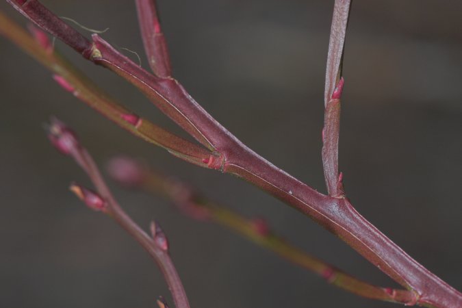 Huckleberry Stem --(Vaccinium parvifolium) (29910 bytes)