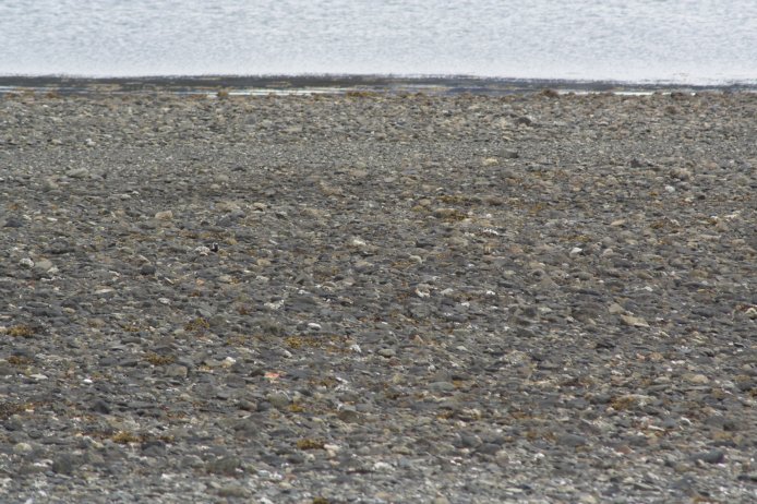 Find the Plovers - Level 2 --(Pluvialis fulva) (105374 bytes)