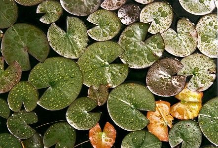 Waterdrops on Lilypads (57k)