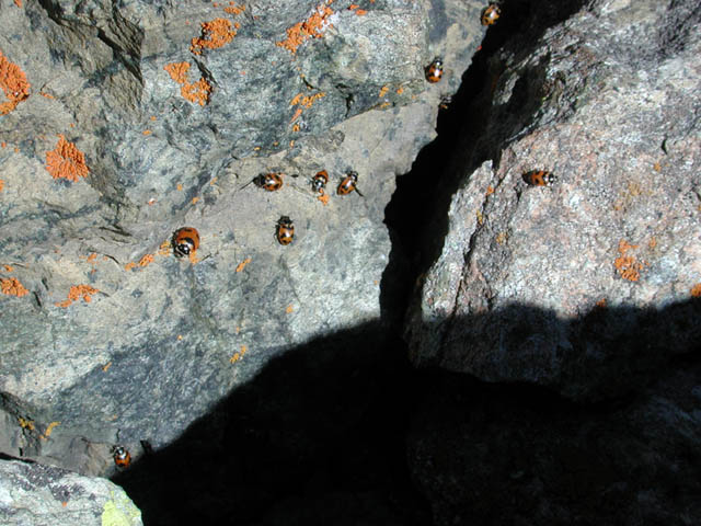 Ladybugs Near the Summit (75384 bytes)