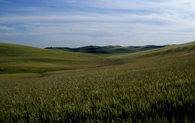 Palouse Wheat Fields (60389 bytes)