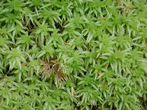 Sphagnum Moss (49613 bytes)