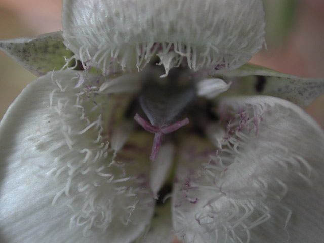 Mariposa Lily Closeup (51335 bytes)