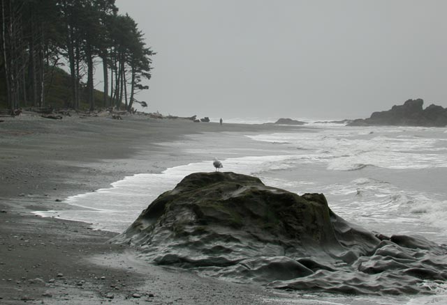 Looking South on Ruby Beach I (41142 bytes)