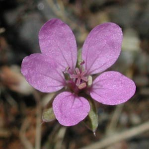 Unidentified Small Purple Flower (32984 bytes)