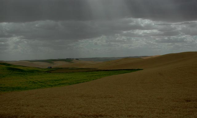 View Across a Grain Field Along Abbott Road (39841 bytes)