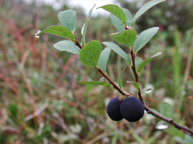 Bog Blueberry --(Vaccinium sp.) (43622 bytes)