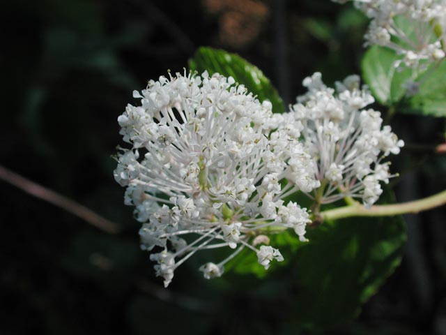 Oregon Tea-Tree --(Ceanothus sanguineus) (36114 bytes)