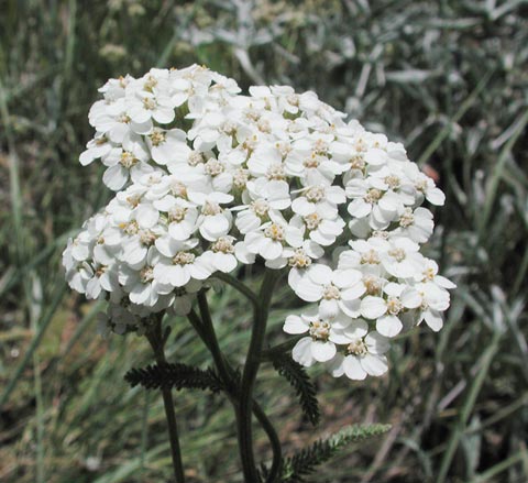Yarrow --(Achillea millefolium) (43572 bytes)