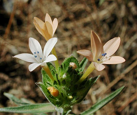 Large-Flowered Collomia --(Collomia grandiflora) (36504 bytes)
