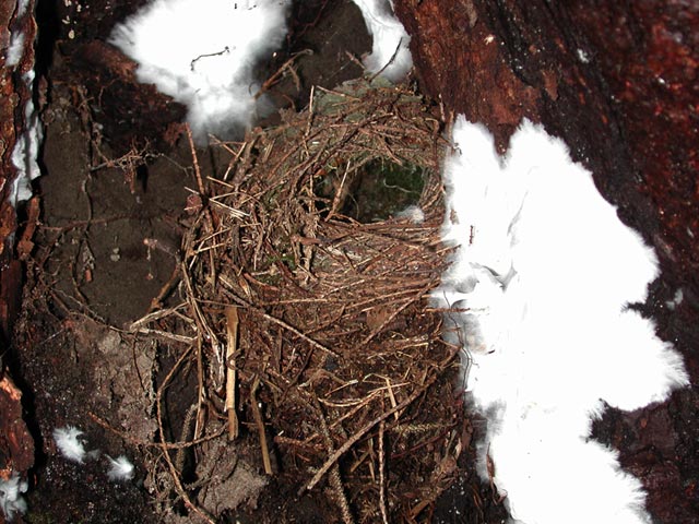 Bird Nest (80768 bytes)