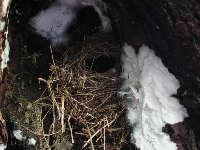 Bird Nest (59370 bytes)