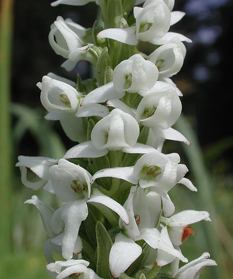 White Bog-Orchid --(Plantanthera dilatata) (39611 bytes)