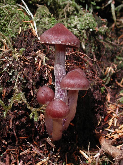 Brown Mushroom (Laccaria lacata) (85713 bytes)