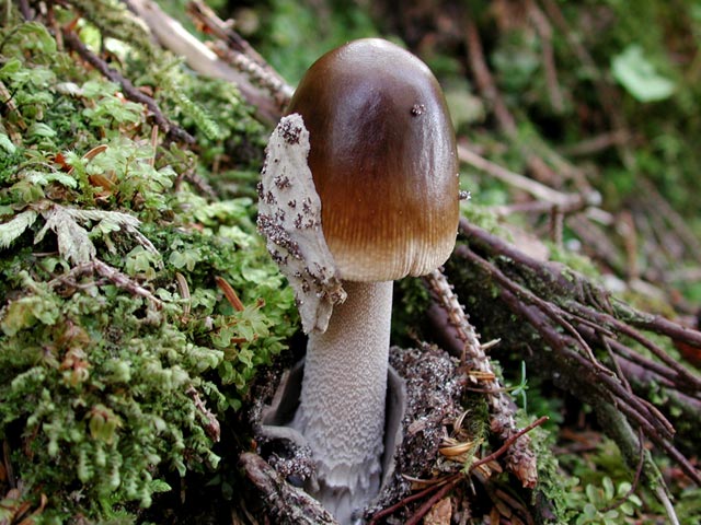 Mushroom  (79586 bytes)