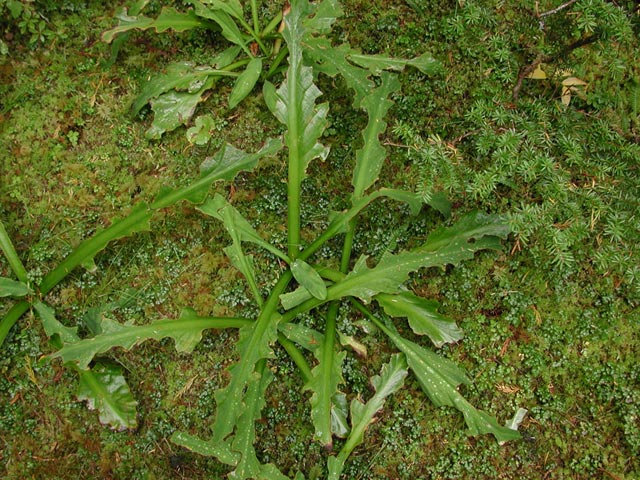 Skunk Cabbage --(Lysichiton americanum) (109755 bytes)